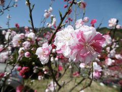 光前寺のしだれ桜～昼神温泉の花桃まつりドライブ