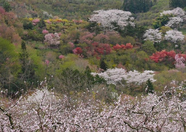 福島市にある「花見山公園」です。<br /><br />個人の園芸農家が無料で開放している花見のできる山です。<br /><br />周辺の山にも色とりどりの花木が植えられていて、桃源郷と云われている程とてもキレイです。<br /><br /><br />花見山の見学コースは３つあります。<br /><br />30分コース、45分コース、60分コースです。<br /><br /><br />車の場合は指定の駐車場が「あぶくま親水公園」にあり、無料です。<br /><br />※　交通規制があるので福島市観光コンベンション協会のＨＰ要チェックです。