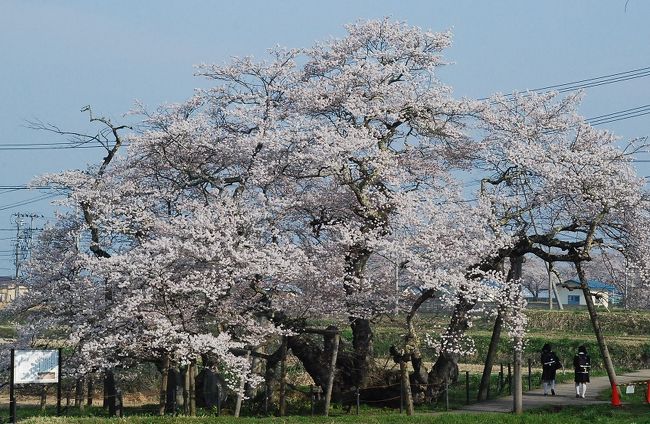 会津五桜のひとつ、会津若松にある樹齢約600年の石部（いしべ）桜を訪ねます。<br /><br />田んぼの中にある落ち着いた佇まいの石部桜は、地元の人たちに愛され大切にされています。<br /><br />通学路にもなっている石部桜、毎日この桜を眺めているのでしょう。