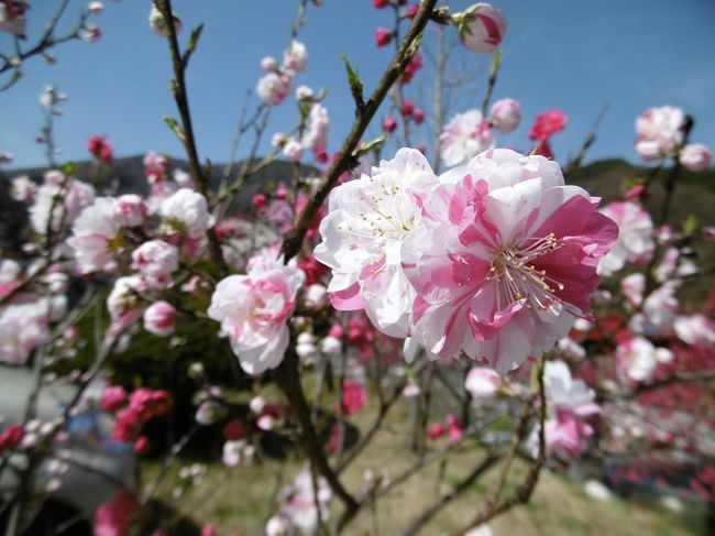 青空としだれ桜、見たくて中央高速道路駒ケ根IC近く（光前寺）しだれ桜を見に行きました。<br />帰りに花桃が見たくて、飯田山本ICで降りて、昼神温泉の花桃まつりに寄りました。<br />青空の中桜と花桃、どちらも綺麗で楽しいドライブになりました。
