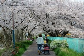 2015春、天白川の桜・草花・野鳥(1/5)：満開の染井吉野、八重紅枝垂れ桜