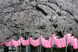 2015春、天白川の桜・草花・野鳥(2/5)：染井吉野、八重紅枝垂れ、ボンボリ