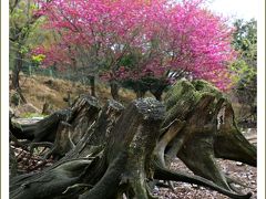 Solitary Journey ［1566］ お花見ラッシュが過ぎたこの時期、八千代湖畔の八重桜が満開♪でした。＜のどごえ公園＞広島県安芸高田市