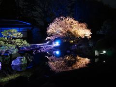 桜吹雪の京都を行く　　女6人にぎやか旅　（2日目）二条城ライトアップ編