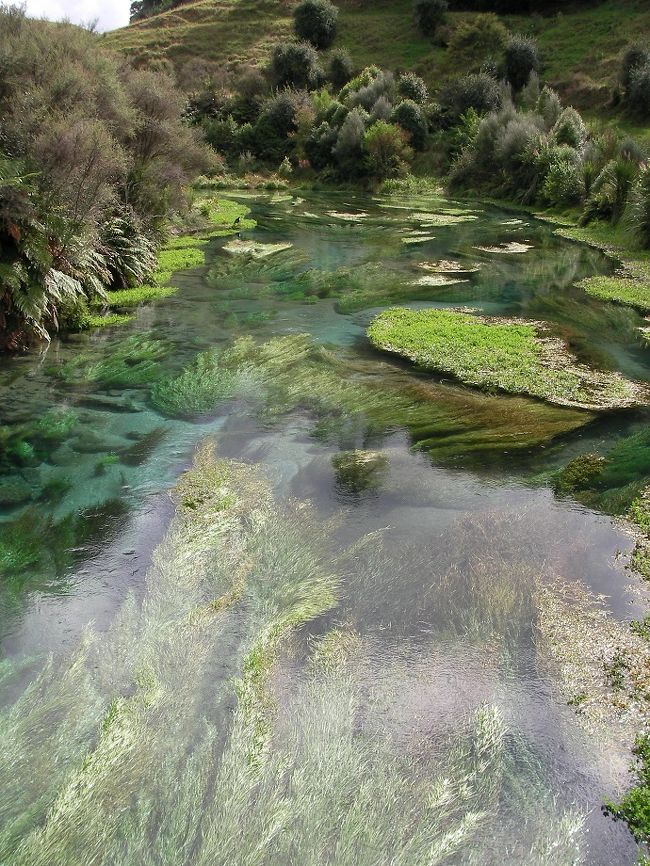 Rotorua3日目。<br /><br />Rotorua湖湖畔で足湯をした後（注！どうも柵が壊れていただけで、危険地帯に足を踏み入れていたかも・・・です。真似しないでください。）、NZの70%のミネラルウォーターを採取するBlue Springsへ。<br />こんな隠れた観光地に行けるのは、ジモティーのじいじたちのお蔭です。<br />でも、ここでも大陸のお方たちが結構な割合で訪れていました。丁度入り口付近には売地があり、NZでも水源が大陸のお方たちに買い占められないか・・とちょっと心配になるようなところでした。<br /><br />Blue　Springsで湧く水はママクなどのNZの野草が大地にとりこんだ雨水が50年から100年かけて湧き出すそうです。・・ということはここにある水は少なくとも私が生まれる前に大地に取り込まれた水・・・。<br />後世にこの泉を残したい・・・・と思いました。<br /><br />Youtubeでここのすごい映像を発見！↓是非ご覧ください。<br />https://www.youtube.com/watch?v=5VZRpImpdcg