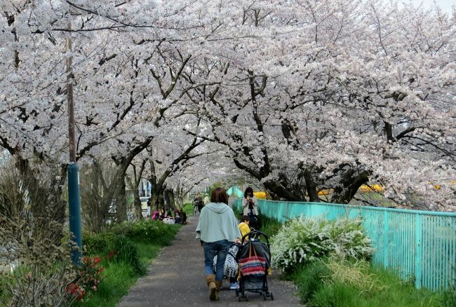 天白川の桜と草花、それに野鳥の紹介です。最初は桜です。今年の桜の時期は天候不順が続き、中々花見のチャンスがありませんでした。明日から2泊3日で関西、中国、四国方面に出かけますので、どうやら今日が最後の花見のチャンスのようです。