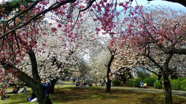 今年の桜は、ソメイヨシノが終わり、今は遅咲きの八重桜が各地で満開である。<br /><br />４月１６日<br />東京は、大きな八重桜でいっぱいになる新宿御苑を訪ねた<br />期待通りの、八重桜（一葉、関山、鬱金・・・・）が満開、それぞれの色を楽しませてくれた。<br /><br />４月６日<br />横浜は、さくらの名所の三ッ池公園。<br />八重桜も、多品種見事に咲く。<br /><br />４月１５日<br />関山が見事なカーボン山（菊名桜山公園）を訪れる。<br />山の上の１５０本の八重桜は自然豊か。<br /><br />どこも、見事な八重桜を見ることが出来た。