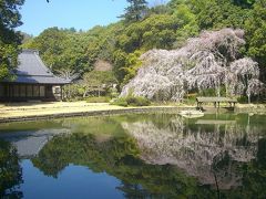 晴れの国　岡山　桜の曹源寺
