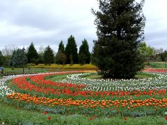 馬見丘陵公園　チューリップフェアー