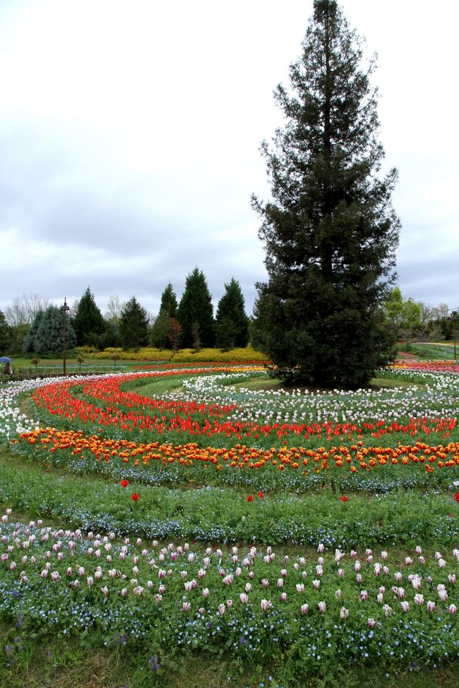 馬見丘陵公園　馬見チューリップフェアー　（４月１１日〜１９日）が開催されていました。<br />約３０万本のチューリップが咲き、とっても見応えがありました。<br /><br />馬見丘陵公園<br />香芝市・広陵町・河合町など2市3町に跨る標高70m程度の東西約3km、南北約7kmに及ぶ低い丘陵地で、この丘陵は馬見古墳群のエリアと一致し、古墳の集積地となっています。<br />四季折々の花々が咲き誇る綺麗な公園です。<br />入場料、駐車料金共に無料です。