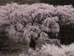 南信州 桜めぐり