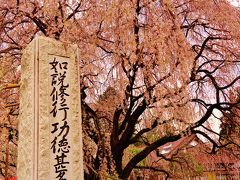 北杜1/2　実相寺　山高神代ザクラを訪ねて ☆ラッパ水仙の花畑も