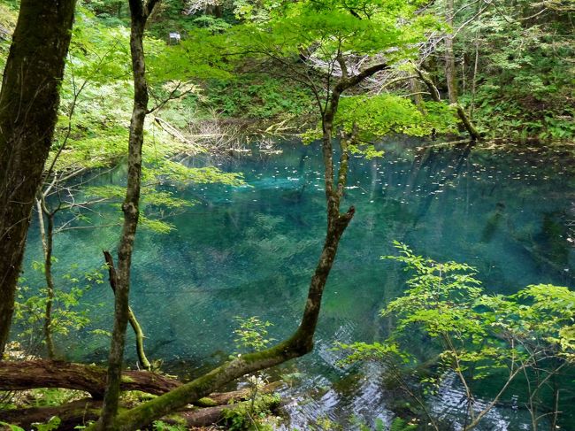 秋の乗り放題パスで東北満喫二日目！<br /><br />東北で一番乗りたかった「リゾートしらかみ」が登場です。<br />五能線は噛みあわせが悪いですが、なんとかがんばって沿線の名所を回りました。とっても楽しかった～！<br />五能線、オススメです！<br /><br />1日目　平泉・盛岡：http://4travel.jp/travelogue/11000553<br />2日目　五能線　　：http://4travel.jp/travelogue/11002601　ｺｺ<br />3日目　恐山　　　：http://4travel.jp/travelogue/11020562　<br />4日目　市内・黒石：http://4travel.jp/travelogue/11023472<br />5日目　松島・鳴子：http://4travel.jp/travelogue/11023534<br />6日目　鳴子・山寺：http://4travel.jp/travelogue/11038415<br />