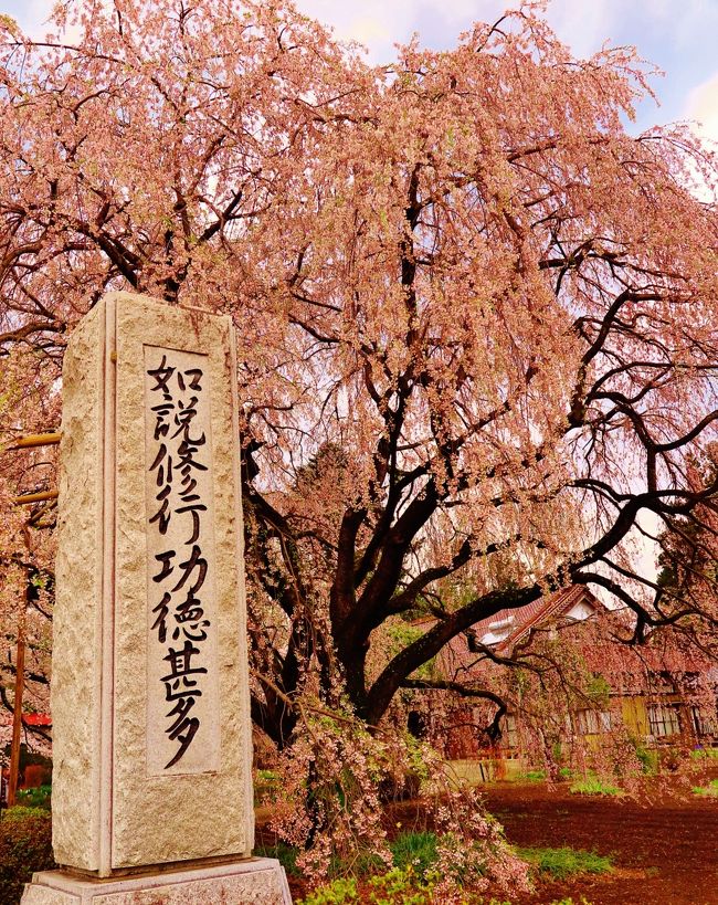 　山高神代ザクラは武川町山高の実相寺境内にあり、日本三大桜の一つ。野生のエドヒガンザクラで、推定樹齢は18 00年とも2000年とも言われ、想像を絶する悠久の時を超えて咲き続ける様は、神々しく、見る人は思わず手を合わせるとも言われ、全国の桜を愛でる人たちの崇敬を集めてきました。また樹高10ｍ、目通り幹周12ｍほどもあり、日本で最古・最大の巨樹として、大正時代に日本最初の国指定天然記念物となりました。<br /><br />　伝説では、神話の武将日本武尊(ヤマトタケルノミコト)が東征の折に植えたと言われ、名前の由来になっています。また13世紀ごろ、日蓮聖人がこの木の衰えを見て、回復を祈ったところ再生したため、「妙法桜」ともいわれています。 また、「新日本名木百選」にも選定されています。<br /><br />　桜と同じ頃におよそ8万本のラッパ水仙も咲き、足元の黄色と頭上の薄紅色のコントラストがとてもきれいです。<br />山梨県北杜市武川町山高2763 （http://www.city.hokuto.yamanashi.jp/genre/detail/1765/　より引用）<br /><br />　日本一！エドヒガンの古木　☆実相寺境内に2000年<br />神代桜（じんだいざくら）は、山梨県北杜市武川町山高の実相寺境内にあるエドヒガンザクラの老木である。国指定の天然記念物であり、天然記念物としての名称は山高神代ザクラである。樹齢は1800年とも2000年ともいわれる。<br /><br />日本三大巨桜の1つであり1922年（大正11年）10月12日に国の天然記念物に、1990年6月に新日本名木百選に指定された。<br /><br />同寺の境内には三大巨桜である三春滝桜（福島県三春町）、淡墨桜（岐阜県本巣市）から、それぞれの苗木が贈られ植樹されており、開花期には多くの見学者で賑わう。<br />（フリー百科事典『ウィキペディア（Wikipedia）』より引用）<br /><br />実相寺については・・<br />http://park8.wakwak.com/~matsunaga/<br /><br />4月６日（月）７日（火）<br />『身延山「しだれ桜」・実相寺「神代桜」・慈雲寺「いと桜」・海鮮浜焼き＆イチゴ狩り食べ放題２日間』<br />旅行代金 25,000円 日数 1泊2日<br />トイレ付きバスにて運行！山梨・静岡５つの桜名所にご案内♪ <br /><br />身延山「しだれ桜」・実相寺「神代桜」・慈雲寺「いと桜」　恵林寺の桜・三嶋大社「しだれ桜」<br />サザエも！ホタテも！海鮮浜焼き食べ放題の昼食！　イチゴ狩り食べ放題！<br />一日目の昼食はたけのこわっぱ弁当をご用意♪　桔梗屋「信玄餅」の工場見学も♪<br /><br />1 船橋(8:30発)--(春限定駅弁の昼食)--実相寺・神代桜【日本三大桜の一つ・日本最古のエドヒガンザクラ　約４０分】--桔梗屋【「信玄餅」の工場見学・買い物　約５０分】--慈雲寺【「いと桜」観賞　約４０分】--恵林寺【桜観賞　約５０分】--石和温泉・ホテル京水荘またはホテル花京(泊) ◆バス移動距離：280km 宿泊 ： 石和温泉・ホテル花京(泊)<br /><br />2 石和温泉--身延山久遠寺【しだれ桜観賞[ロープウェイは別料金 往復1,290円]　約１１０分】--沼津【海鮮浜焼き食べ放題(約６０分)の昼食／買い物 約３０分】--三嶋大社【しだれ桜観賞／参拝　約４０分】--三島【イチゴ狩り園内食べ放題　約３０分】---船橋(19:20着予定)　◆バス移動距離：290km<br /><br />012年08月11日<br />北杜-4　明野サンフラワーフェス2012讃　ひまわり燦々　☆６０万本の奇跡！ 53枚<br />http://4travel.jp/travelogue/10718095<br />