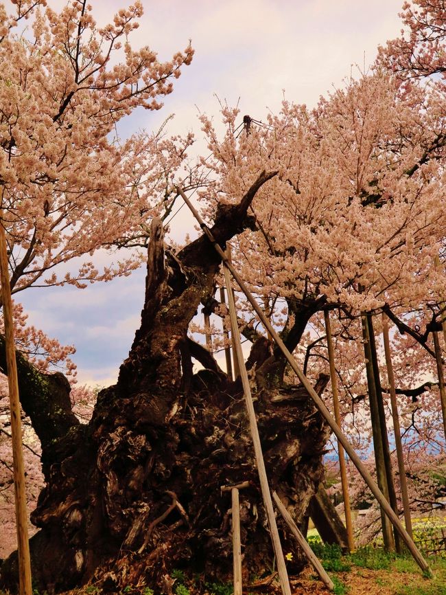 山高神代ザクラは武川町山高の実相寺境内にあり、日本三大桜の一つ。野生のエドヒガンザクラで、推定樹齢は18 00年とも2000年とも言われ、想像を絶する悠久の時を超えて咲き続ける様は、神々しく、見る人は思わず手を合わせるとも言われ、全国の桜を愛でる人たちの崇敬を集めてきました。また樹高10ｍ、目通り幹周12ｍほどもあり、日本で最古・最大の巨樹として、大正時代に日本最初の国指定天然記念物となりました。<br /><br />　伝説では、神話の武将日本武尊(ヤマトタケルノミコト)が東征の折に植えたと言われ、名前の由来になっています。また13世紀ごろ、日蓮聖人がこの木の衰えを見て、回復を祈ったところ再生したため、「妙法桜」ともいわれています。 また、「新日本名木百選」にも選定されています。<br /><br />　桜と同じ頃におよそ8万本のラッパ水仙も咲き、足元の黄色と頭上の薄紅色のコントラストがとてもきれいです。〒408-0306 山梨県北杜市武川町山高2763 <br />（http://www.city.hokuto.yamanashi.jp/genre/detail/1765/　より引用）<br /><br />神代桜（じんだいざくら）は、山梨県北杜市武川町山高の実相寺境内にあるエドヒガンザクラの老木である。国指定の天然記念物であり、天然記念物としての名称は山高神代ザクラである。樹齢は1800年とも2000年ともいわれる。<br /><br />日本三大巨桜の1つであり1922年（大正11年）10月12日に国の天然記念物に、1990年6月に新日本名木百選に指定された。<br /><br />同寺の境内には三大巨桜である三春滝桜（福島県三春町）、淡墨桜（岐阜県本巣市）から、それぞれの苗木が贈られ植樹されており、開花期には多くの見学者で賑わう。<br />（フリー百科事典『ウィキペディア（Wikipedia）』より引用）<br /><br />実相寺については・・<br />http://park8.wakwak.com/~matsunaga/<br /><br />4月６日（月）７日（火）<br />『身延山「しだれ桜」・実相寺「神代桜」・慈雲寺「いと桜」・海鮮浜焼き＆イチゴ狩り食べ放題２日間』<br />旅行代金 25,000円 日数 1泊2日<br />トイレ付きバスにて運行！山梨・静岡５つの桜名所にご案内♪ <br /><br />身延山「しだれ桜」・実相寺「神代桜」・慈雲寺「いと桜」　恵林寺の桜・三嶋大社「しだれ桜」<br />サザエも！ホタテも！海鮮浜焼き食べ放題の昼食！　イチゴ狩り食べ放題！<br />一日目の昼食はたけのこわっぱ弁当をご用意♪　桔梗屋「信玄餅」の工場見学も♪<br /><br />1船橋(8:30発)--(春限定駅弁の昼食)--実相寺・神代桜【日本三大桜の一つ・日本最古のエドヒガンザクラ　約４０分】--桔梗屋【「信玄餅」の工場見学・買い物　約５０分】--慈雲寺【「いと桜」観賞　約４０分】--恵林寺【桜観賞　約５０分】--石和温泉・ホテル京水荘またはホテル花京(泊) ◆バス移動距離：280km ： 石和温泉・ホテル花京(泊)<br /><br />2石和温泉--身延山久遠寺【しだれ桜観賞[ロープウェイは別料金 往復1,290円]　約１１０分】--沼津【海鮮浜焼き食べ放題(約６０分)の昼食／買い物 約３０分】--三嶋大社【しだれ桜観賞／参拝　約４０分】--三島【イチゴ狩り園内食べ放題　約３０分】---船橋(19:20着予定)　◆バス移動距離：290km<br /><br />2011年04月21日<br />三春の滝桜=※満開の日=千年超えの貫録！　☆大激震にも耐えて悠然と　68枚<br />http://4travel.jp/travelogue/10561370