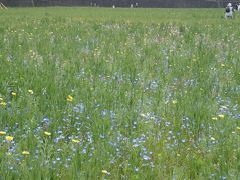 春の西伊豆　松崎町、田んぼのお花畑を見て伊勢エビを・・・