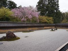 桜吹雪の京都を行く　　女6人にぎやか旅　3日目　上賀茂神社・龍安寺・仁和寺