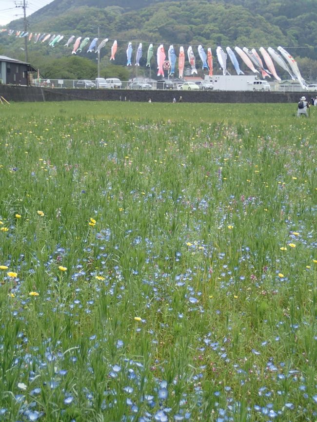 春の西伊豆　松崎町、田んぼのお花畑を見て伊勢エビを・・・