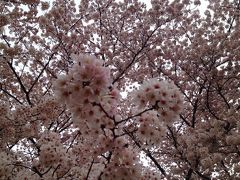 府中の桜巡り