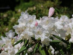 しゃくなげと若葉のコラボ・・・大洲　肱川　しゃくなげ谷