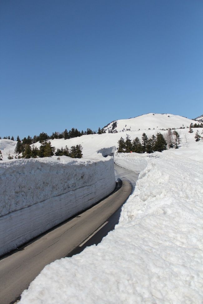 春=桜のイメージしかなかった私にとってはビックリな事の一つ。<br />長い冬の間、積雪で除雪が追い付かない八甲田の冬季通行禁止区間の道路の除雪が進み、通れる様になる事は<br />青森の春を告げる物の一つらしいです!<br />4月なのに雪景色ですが、とても綺麗でした^^