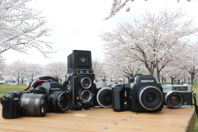 桜前線がやっと青森にも来ました!<br />待ち長かった~(^^;)<br />まずは八戸市の新井田公園へ、写真好きなお仲間と撮影会に行ってきました(*^^*)
