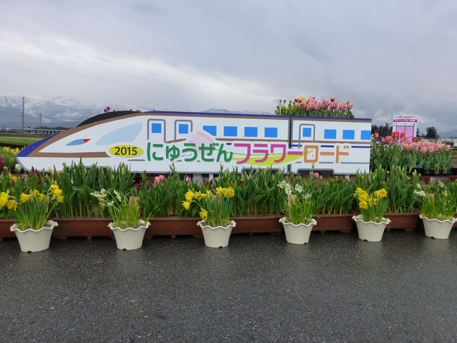 今年も富山県入善のチューリップと、新潟県糸魚川のヒスイ探しに出かけてきました。途中、東海北陸高速道路の「ひるがの」あたりの凍結が心配でしたが、雨のためその心配も不要でした。先ず、チューリップを見に行きます。入善PAスマートより出るとすぐにフラワーロードの会場です。昨年とは別の会場でした。チューリップは連作出来ないのでしょうか。会場では雨にもかかわらず20人程がカメラを持って、しきりにシャッターを切っていました。<br /><br />今回のヒスイ探しでは天候が悪く何も見つけることができませんでしたが、ホテルの温泉を満喫し、ヒスイの彫刻作品と夜桜見物、北陸新幹線を見ることができ満足して帰路に着きました。