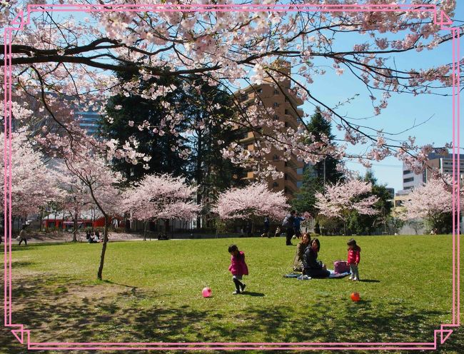 ご近所の桜をもっと見に行こう・・・！！　～青葉神社、錦町公園～