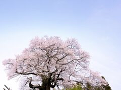 青空に一本桜　を求めて！　でも、それ以外の桜にも目がいきます