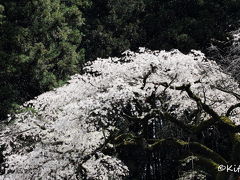 信州桜めぐりの旅(2)【弘法山古墳の桜・弘長寺の枝垂れ桜・夢農場の桜】