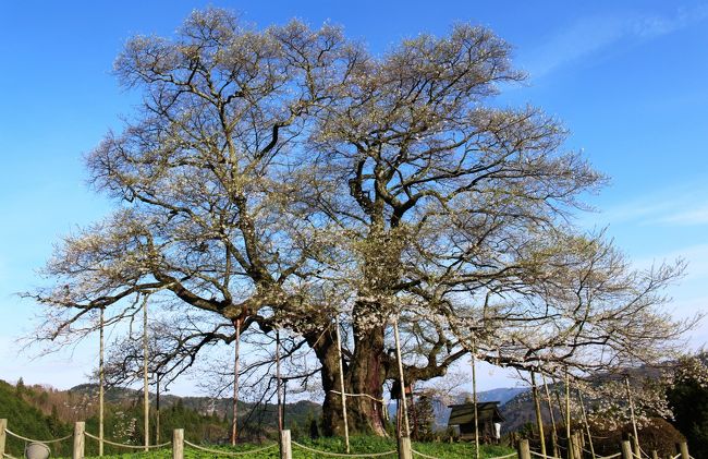 満開と聴いて行った醍醐桜、６度目の逢瀬は花が散っていました。