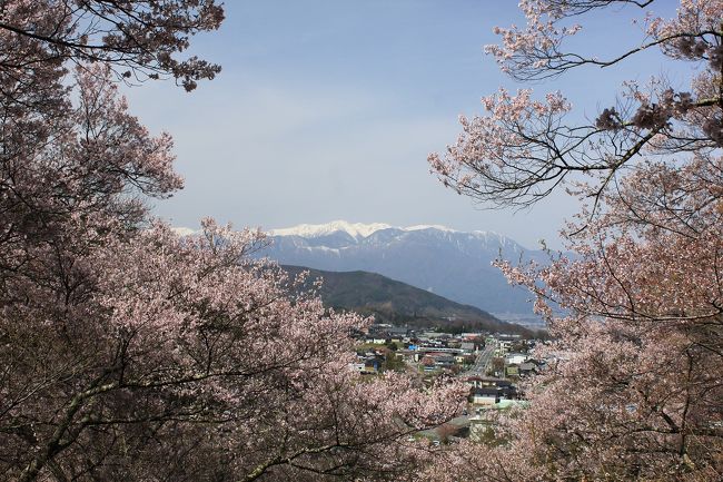 今年、善光寺は7年に一度の御開帳。<br />どうせ行くなら桜の開花時期に合わせて行こうと思い、3か月前にドライブ旅行を計画。<br />善光寺に行くのなら周辺の観光地にも行きたいので、桜で有名な高遠城と松本城にも出かけることにしました。<br />本来なら4月の中旬ごろが桜の見頃なのに今年の開花は平年より早くなり、善光寺や松本城の桜は散り始めていましたが、高遠城と臥龍公園の桜はとてもきれいでした。<br />今回の行程は<br />4月18日(土）高遠城の桜見学後、松本市に移動し松本城や市内見学後、浅間温泉にある伊藤園ホテル浅間の湯に宿泊<br />4月19日(日）善光寺参拝後、須坂市の臥龍公園の桜見学後帰宅<br />今回は初日の高遠城と松本市内の旅行記を紹介します。<br />この日は天気予報では晴れだったのですが、中国からの黄砂の影響か、アルプスの山々がきれいに見えなかったのが残念でした。でも高遠城の桜は少し散り始めていましたが、とてもきれいでした。