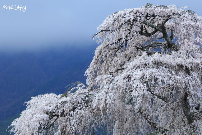 毎年恒例のフォトサークルでの桜撮影会。<br />初参加だった昨年に続き今年も参加。<br />今回は2泊3日で信州長野へ赴き、安曇野近辺の桜を撮影♪<br />昨年は福島の枝垂れ桜の迫力に圧倒されたけれど、安曇野の枝垂れ桜も東北に負けず劣らず素晴らしい〜☆☆<br />写真の腕が昨年よりも上がったかは謎だけど、やっぱり桜撮影は良い！！<br /><br />=====================================================================<br /><br />初日は安曇野で4か所の桜巡りへ。<br />いつもよりのんびりペースでじっくりとそれぞれの桜を撮影♪<br />どの桜も綺麗だったけど、特に最後の北小倉の枝垂れ桜の迫力は圧巻！<br />少し霧がかった濃い青の空に浮かび上がる樹齢400年の名木の景色は素晴らしすぎる☆<br />最初から良い景色が見れて感動でした。<br /><br />=====================================================================<br /><br />【旅行日程】<br />１日目　　東京-松本-梓川釈迦堂の枝垂れ桜-南小倉の枝垂れ桜-田多井の枝垂れ桜-北小倉の枝垂れ桜（松本泊）★<br />２日目　　弘法山古墳の桜-弘長寺の枝垂れ桜-夢農場の桜（松本泊）<br />３日目　　三郷黒沢川の桜並木-北小倉の枝垂れ桜-アルプスあづみの公園の一本桜-穂高牧の桜-松本-東京