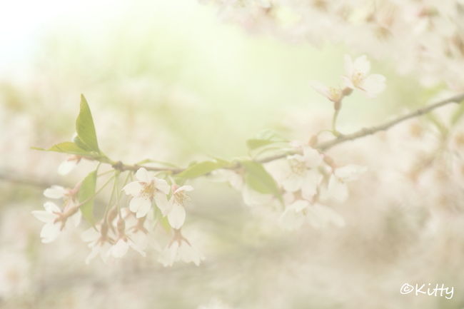 毎年恒例のフォトサークルでの桜撮影会。<br />初参加だった昨年に続き今年も参加。<br />今回は2泊3日で信州長野へ赴き、安曇野近辺の桜を撮影♪<br />昨年は福島の枝垂れ桜の迫力に圧倒されたけれど、安曇野の枝垂れ桜も東北に負けず劣らず素晴らしい〜☆☆<br />写真の腕が昨年よりも上がったかは謎だけど、やっぱり桜撮影は良い！！<br /><br />=====================================================================<br /><br />信州桜巡りの旅も最終日。<br />なんだか怪しい空模様。。。<br />最後までなんとかもってくれればと思ったものの、やはりお昼前に雨が降り出しちゃった…。<br />そういえば昨年の桜撮影旅行でも最終日は雨だったなあ。<br />まあ雨は雨で違う表情が出てよいのだけれどね。<br />あっという間の3日間だったけど、なんとか気に入る写真が撮れてよかったかな。<br />良い桜の旅でした♪<br /><br />=====================================================================<br /><br />【旅行日程】<br />１日目　　東京-松本-梓川釈迦堂の枝垂れ桜-南小倉の枝垂れ桜-田多井の枝垂れ桜-北小倉の枝垂れ桜（松本泊）<br />２日目　　弘法山古墳の桜-弘長寺の枝垂れ桜-夢農場の桜（松本泊）<br />３日目　　三郷黒沢川の桜並木-北小倉の枝垂れ桜-アルプスあづみの公園の一本桜-穂高牧の桜-松本-東京★
