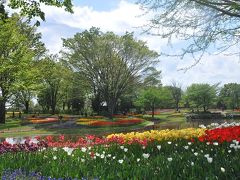 チューリップ祭り　　　ＩＮ　　　国立昭和記念公園