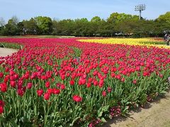 なばなの里は春の花が満開です。