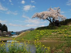 田村市「小沢の桜」を訪ねて（福島）