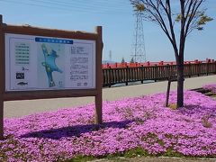 名古屋近郊の弥富に『芝桜』が満開中