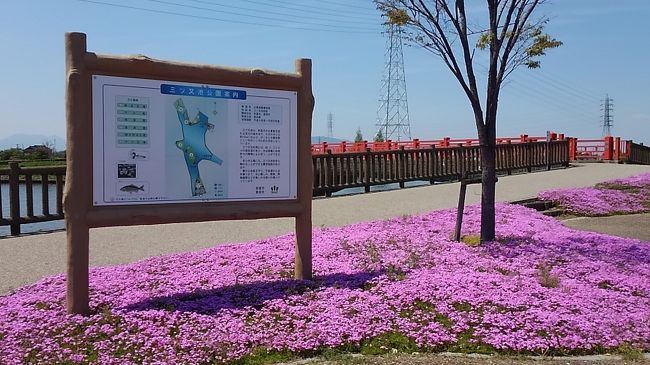 名古屋の近郊に芝桜が満開<br /><br />晴天の日の名古屋市近郊を通り掛かると遠くにピンク色が目に止まりました。<br /><br />何だろうと近づくと『三ツ又池公園内』の手入れされた芝桜が満開中です。<br /><br />今まさに芝桜の見頃ですよ。<br />ぜひお出かけください。<br /><br /><br />三ツ又池公園<br /><br />http://www.nihon-kankou.or.jp/aichi/232351/detail/23235ah3332081174 