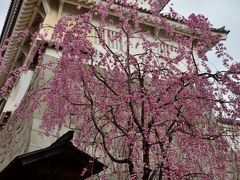 福島の桜名木巡り（１）　～霞ケ城公園の雨上がりの桜～