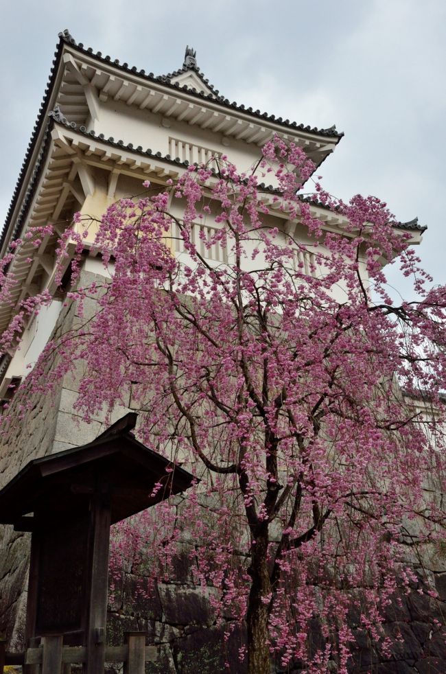 今年最後の花見は北上する桜前線を追いかけ、福島県へ。福島県中通り地方には、日本３大桜の一つ、三春の滝桜を筆頭に桜の名木・古木が散在している。そんな風格ある桜たちを巡る一泊ドライブ旅行へ。<br />２日間で訪ねた桜は<br />１日目：霞ケ城公園→合戦場の枝垂れ桜→小沢の桜→芹ケ沢桜→雪村桜→天神夫婦桜とデコ屋敷→三春滝桜（夜桜）<br />２日目：朝の三春滝桜→上石不動桜→紅枝垂れ地蔵桜→中田忠七桜→今出川・北須川桜並木<br />とテンコ盛りのスケジュール。<br /><br />旅行記は４部構成です。<br />・福島の桜名木巡り（１）～霞ケ城公園の雨上がりの桜～<br />・福島の桜名木巡り（２）風格ある枝垂れ一本桜たち　その１<br />・福島の桜名木巡り（３）桜の女王、滝桜、～妖艶な夜の姿と艶やかな朝の姿～<br />・福島の桜名木巡り（４）風格ある枝垂れ一本桜たち　その２