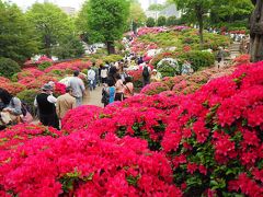 根津神社つつじまつりとちょっぴり谷中散策