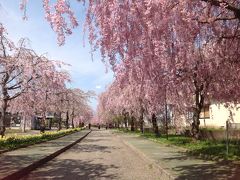日中線の桜並木歩行者道を歩く！