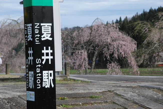 郡山駅からいわき駅まで走る磐越東線の夏井川沿いに、千本のソメイヨシノや枝垂れ桜が満開になっているので訪れます。<br />