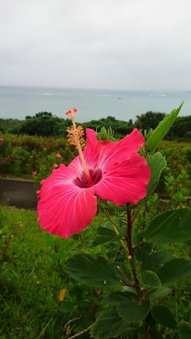 今日は曇り空。<br />レンタカーで石垣島を一周することにします。<br /><br />曇りに始まり、途中から大雨に・・・<br />やっぱり天気には恵まれない・・・