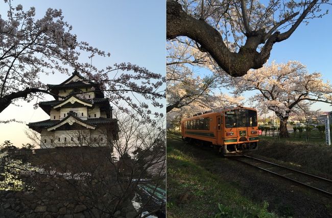 ドイツ旅行記の途中ですが…<br />弘前公園＆芦野公園に桜を見に行ってきました。<br /><br />4/18（日）弘前公園→まだまだ咲きはじめ<br />4/21（火）弘前公園再び→満開、とまでいきませんでしたが、まずまず咲いてました。<br />4/23（木）芦野公園→ほぼ満開でした。<br /><br />今回は暖かい日が続いたせいか、咲き始めも満開も去年よりもちょっと早いです。5月の連休ではすでに葉桜でしょうか。<br />でも、弘前公園の外濠では、巨大な花の絨毯が見られるかもしれません。