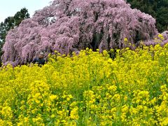 福島の桜名木巡り（２）風格ある枝垂れ一本桜たち　その１