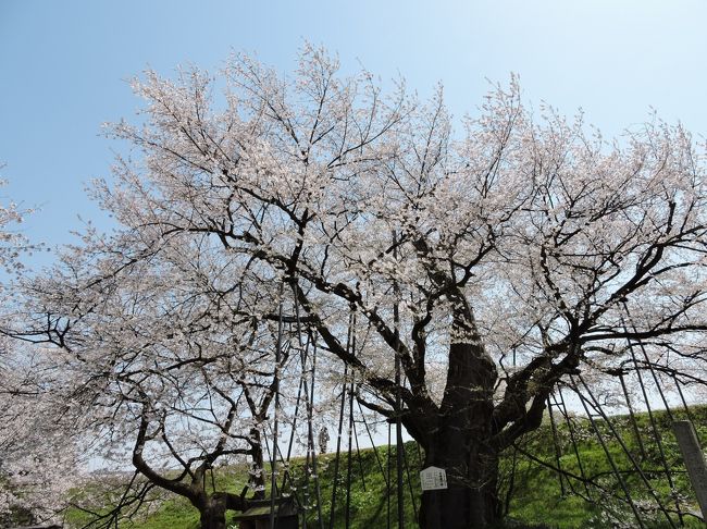 樹齢７５０年という「お達磨の桜」エドヒガン桜見に行って来ました。<br />そのあと、寒河江公園にある、千本桜も見たのですが、ここはつつじ公園で有名なので、桜はなんとなくパラついていて、千本あるのかなあって言う感じでした。<br />満開でしたので、どちらも綺麗でした。