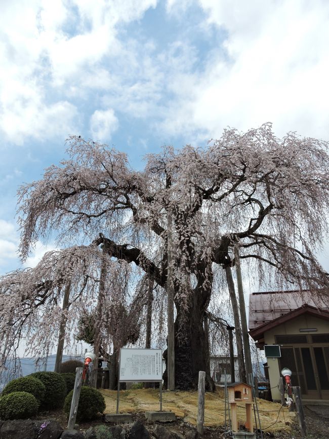 上山市にも、素晴らしい桜があるんですね！<br />今回初めて行ってびっくり。素晴らしかったです。<br />赤湯の烏帽子山の桜何年ぶりでしょう。<br />またまた満開の桜見物です。