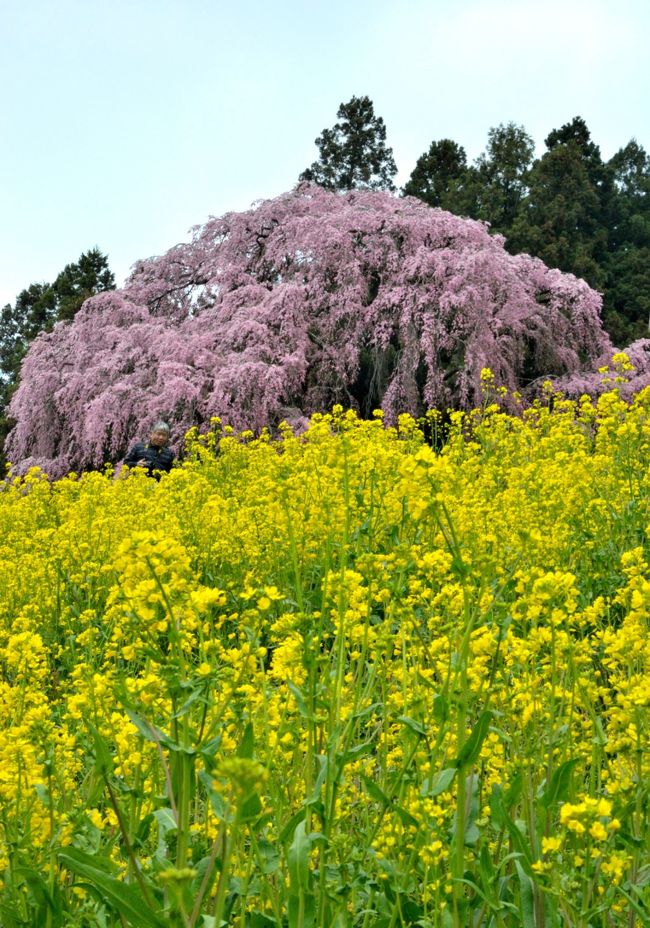 今年最後の花見は北上する桜前線を追いかけ、福島県へ。福島県中通り地方には、日本３大桜の一つ、三春の滝桜を筆頭に桜の名木・古木が散在している。そんな風格ある桜たちを巡る一泊ドライブ旅行へ。<br />２日間で訪ねた桜は<br />１日目：霞ケ城公園→合戦場の枝垂れ桜→小沢の桜→芹ケ沢桜→雪村桜→天神夫婦桜とデコ屋敷→三春滝桜（夜桜）<br />２日目：朝の三春滝桜→上石不動桜→紅枝垂れ地蔵桜→中田忠七桜→今出川・北須川桜並木<br />とテンコ盛りのスケジュール。<br /><br />この旅行記では、霞ケ城公園のあと、二本松市、郡山市、三春町に散在する枝垂れ一本桜の名木を見て回る。このあたり一帯を称してあぶくま桜回廊と呼ばれているらしい。